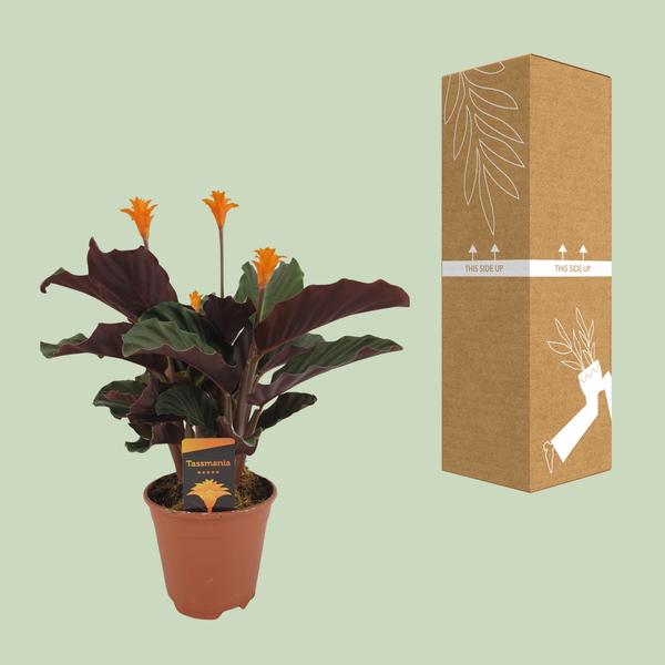 Calathea Crocata