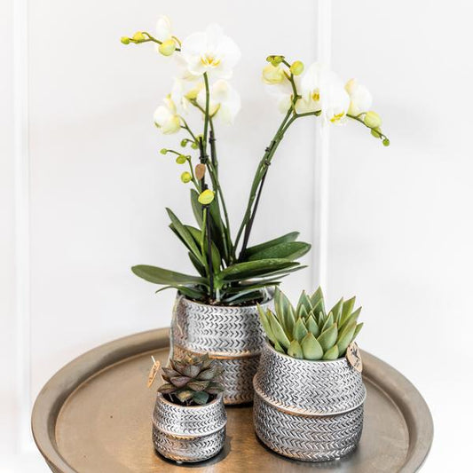 Set met witte Phalaenopsis orchidee Amabilis Ø9cm en groene plant Succulent Aloe Brevifolia Ø6cm  | incl. zilver keramieken sierpotten