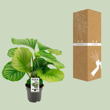 Calathea Orbifolia