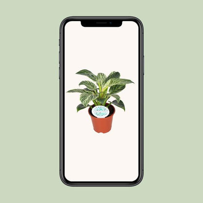 Philodendron Birkin
