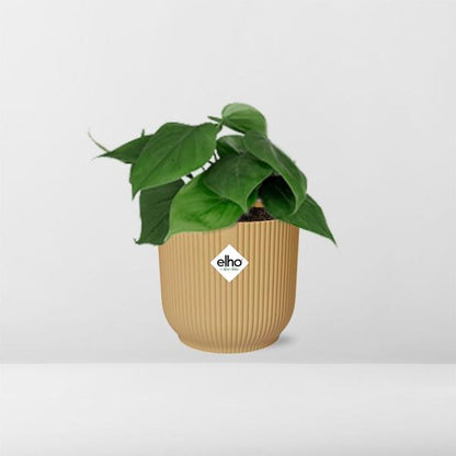 Philodendron Scandens in ELHO Vibes Fold geel