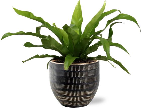 Asplenium Antiquum - Ø12cm - ↕25cm +  Beau Pot Zwart