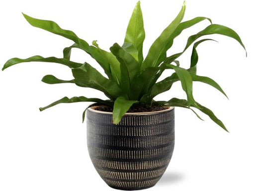 Asplenium Antiquum - Ø12cm - ↕25cm +  Beau Pot Zwart