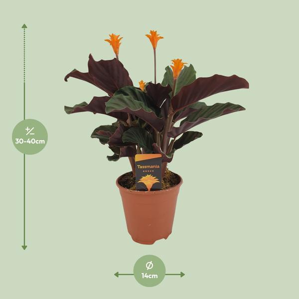 Calathea Crocata