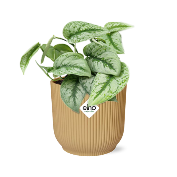 Scindapsus Pictus ‘Trebie’ in ELHO Vibes Fold geel