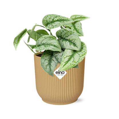 Scindapsus Pictus ‘Trebie’ in ELHO Vibes Fold geel