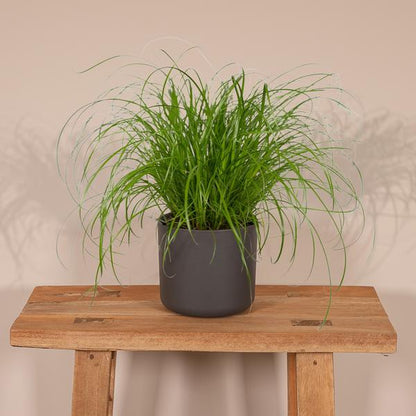 Cyperus Alternifolius - Kattengras