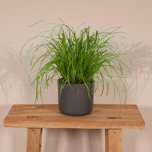 Cyperus Alternifolius - Kattengras