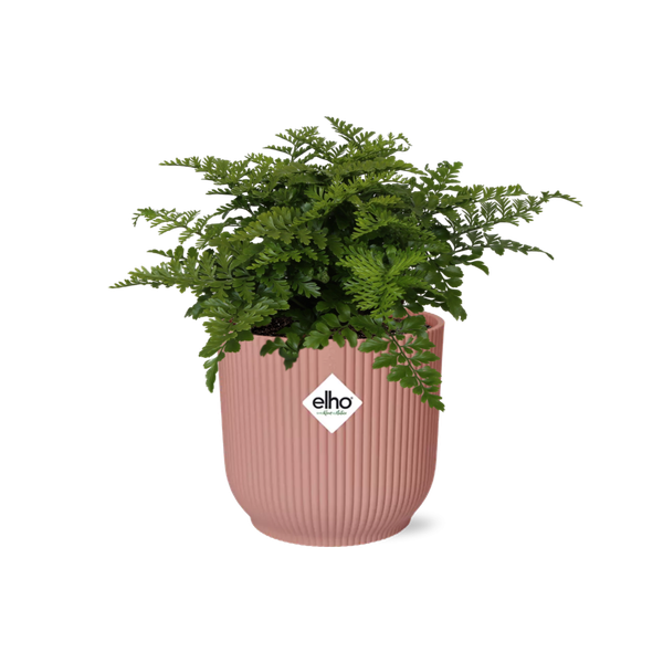 Asplenium Parvati in ELHO Vibes Fold roze