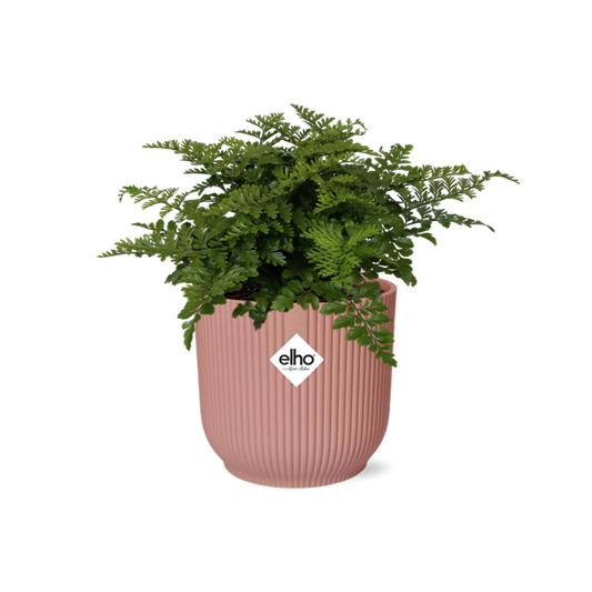 Asplenium Parvati in ELHO Vibes Fold roze