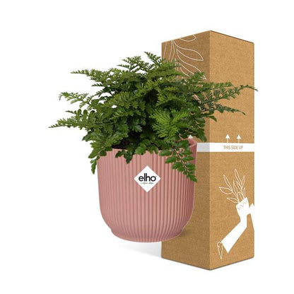 Asplenium Parvati in ELHO Vibes Fold roze