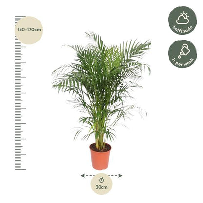 Dypsis Lutescens (Areca Palm)