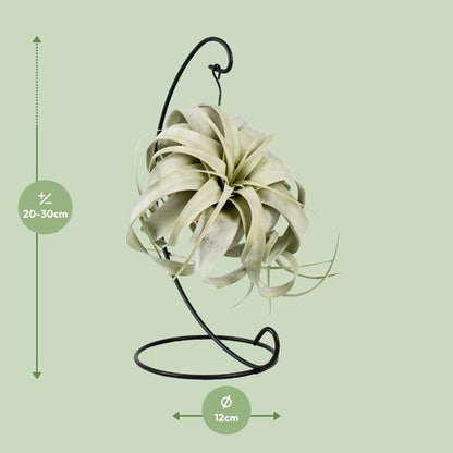 Tillandsia King Xero