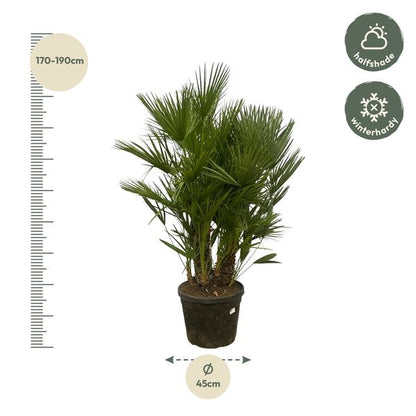 Chamaerops Humilis multi stam
