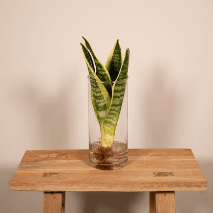 Sansevieria in Cilinderglas – Stijlvolle Groenblijver voor Elk Interieur