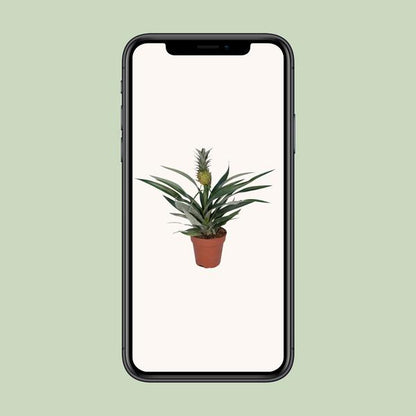 Bromelia Ananas - Ø12cm - ↕30cm