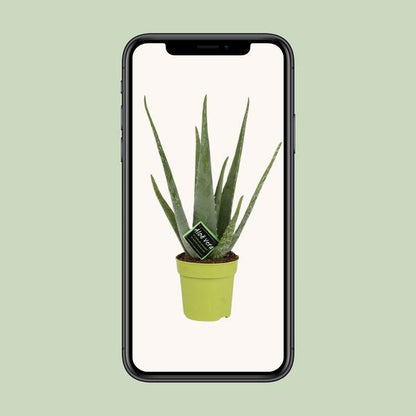 Aloe Vera