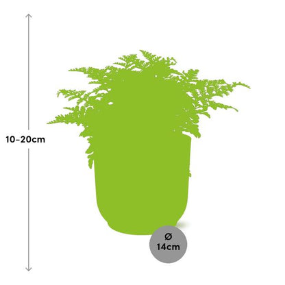 Asplenium Parvati in ELHO Vibes Fold roze
