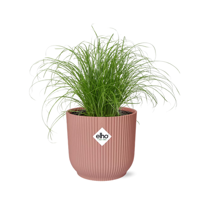 Cyperus Alternifolius Zumula in ELHO Vibes Fold roze