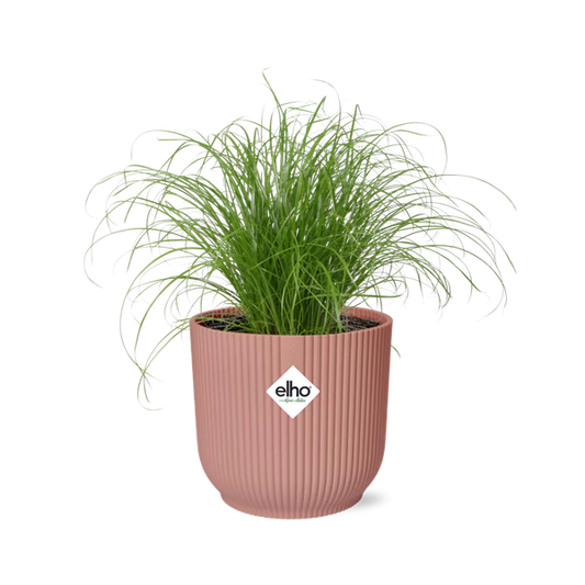 Cyperus Alternifolius Zumula in ELHO Vibes Fold roze