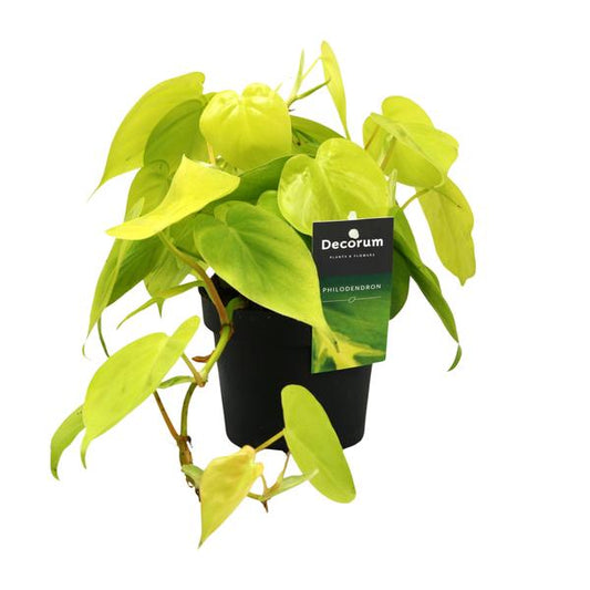 Philodendron Lime