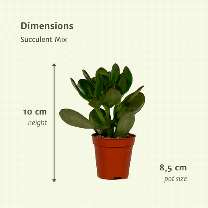 Succulenten Mix - 18 stuks - 10 cm - Ø8,5